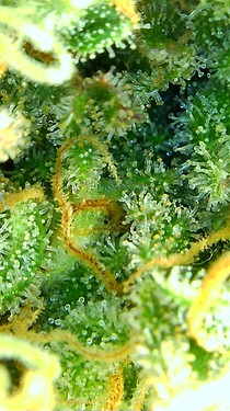 Growreport Bild 64