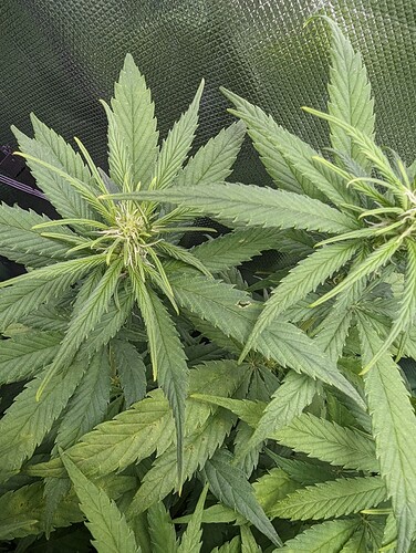 Growreport Bild 6