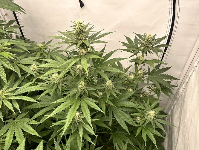 Growreport Bild 6
