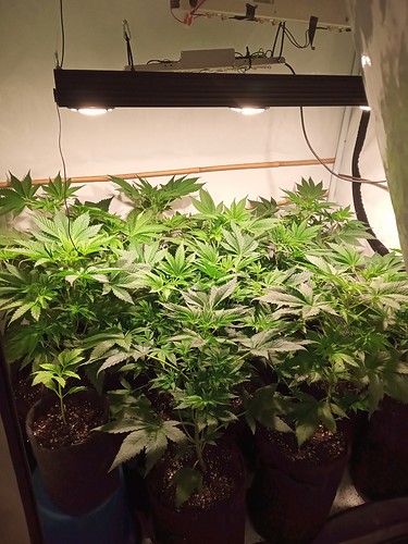 Growreport Bild 56