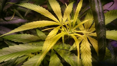 Growreport Bild 17