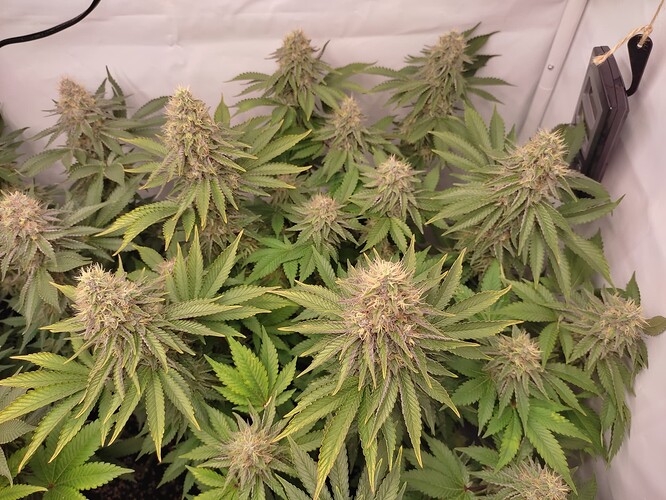 Growreport Bild 25