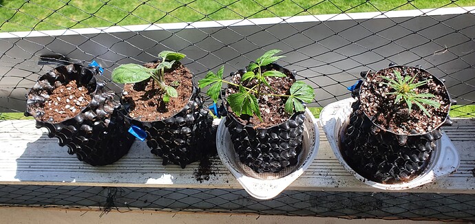 Growreport Bild 7