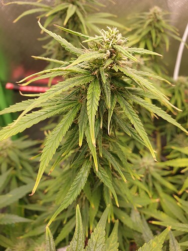 Growreport Bild 5