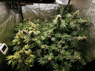 Growreport Bild 6