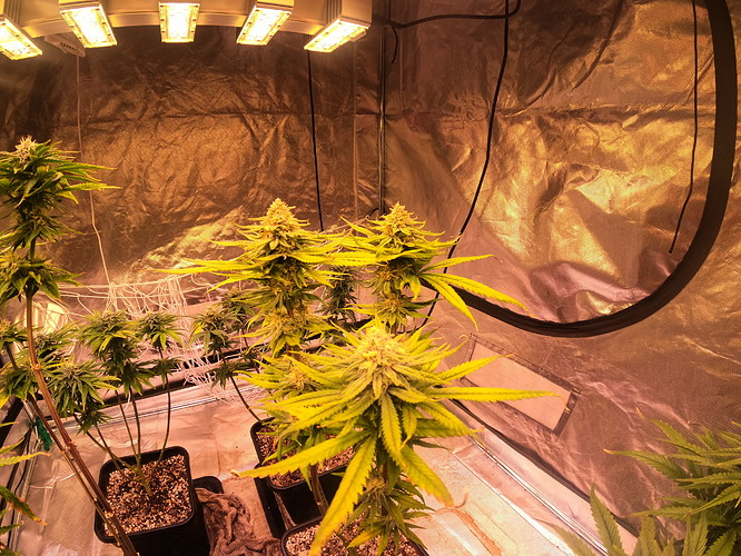 Growreport Bild 5