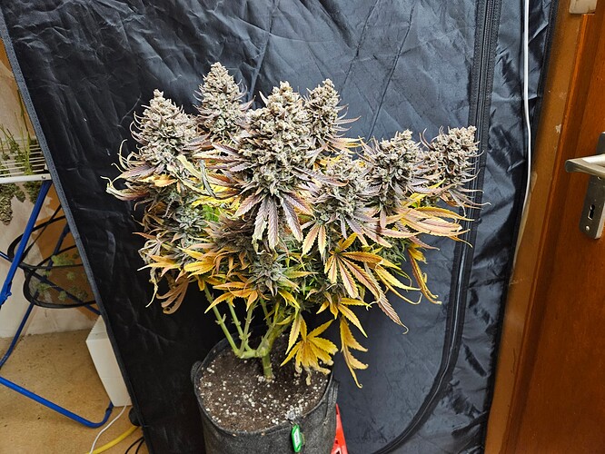 Growreport Bild 7