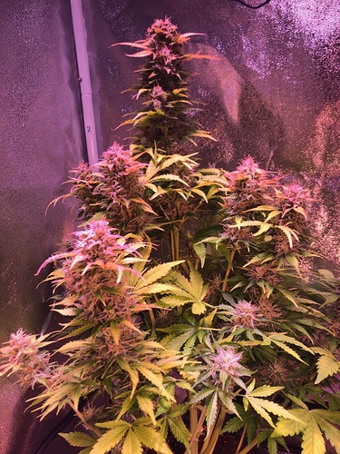 Growreport Bild 11