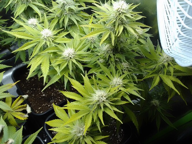 Growreport Bild 2