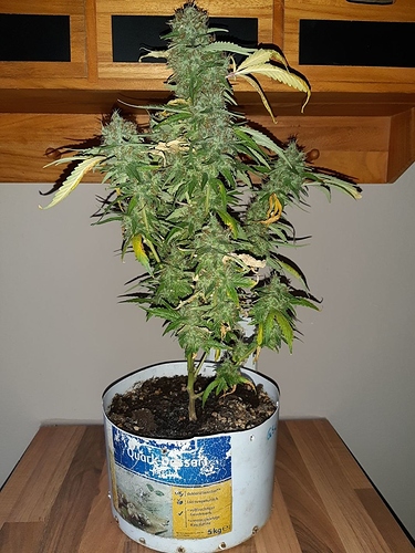 Growreport Bild 1
