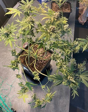 Growreport Bild 13