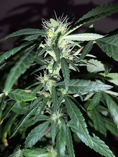 Growreport Bild 3