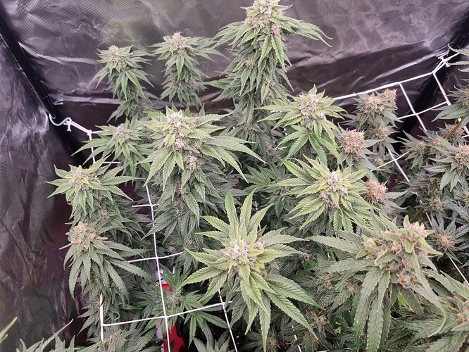 Growreport Bild 18