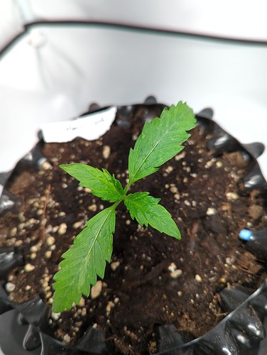 masterkush_wt1