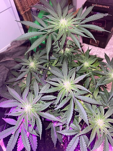 Growreport Bild 8