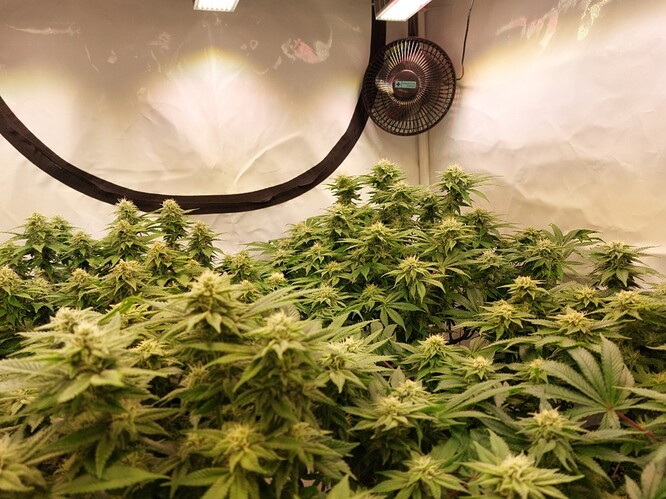 Growreport Bild 4
