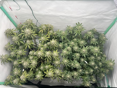 Growreport Bild 14