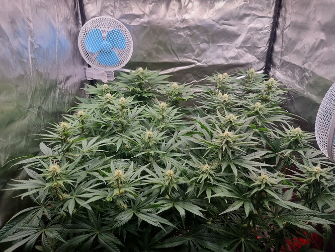 Growreport Bild 31