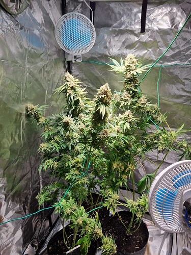 Growreport Bild 11