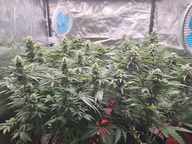 Growreport Bild 22