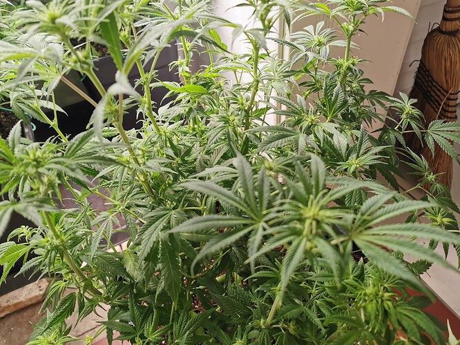 Growreport Bild 5