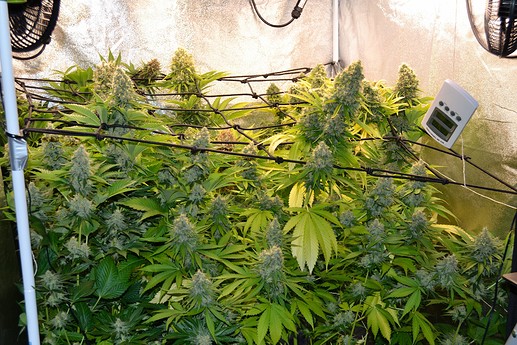 Growreport Bild 1