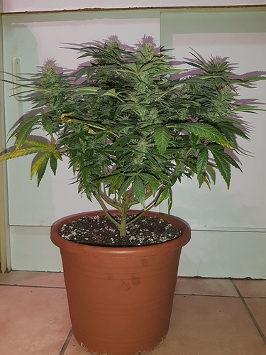 Growreport Bild 4