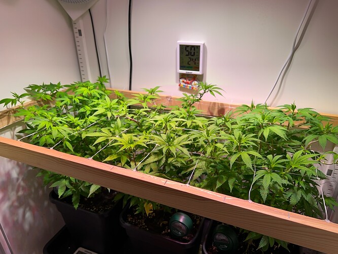 Growreport Bild 7