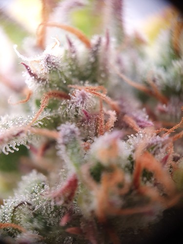 Growreport Bild 10