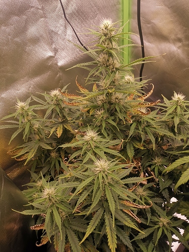Growreport Bild 6