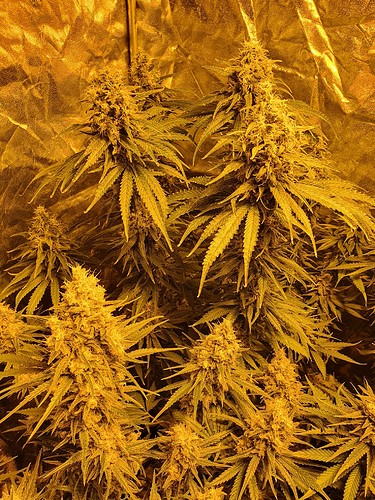 Growreport Bild 14