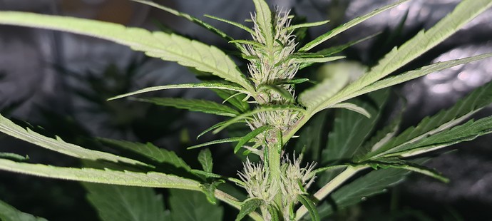 Growreport Bild 15