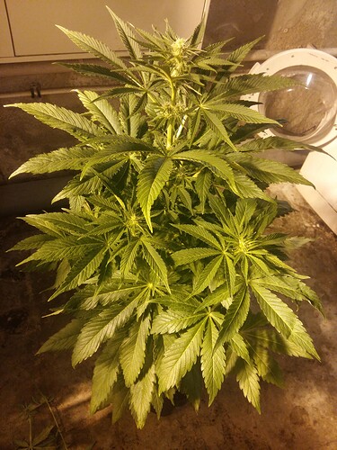 Growreport Bild 1