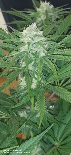 Growreport Bild 22