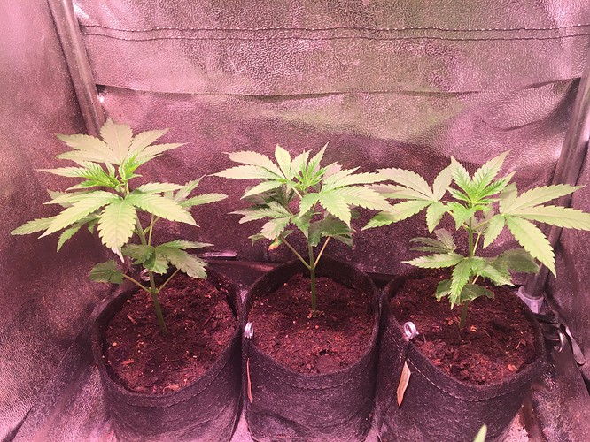Growreport Bild 3