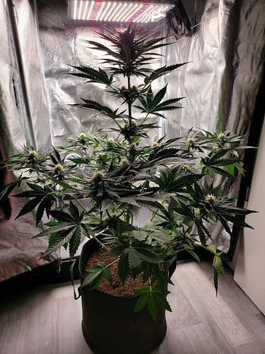 Growreport Bild 8