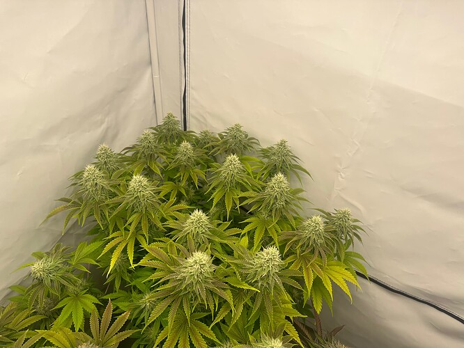 Growreport Bild 8