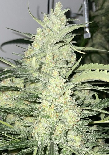 Growreport Bild 8