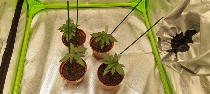 Growreport Bild 13