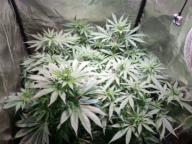 Growreport Bild 5