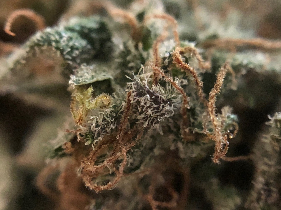 #2 Hanfwerk // Indoor LED Amateur Aufzucht - photoperiodisch blühende Sorten (Critical und BubblegumXWhiteWidow)