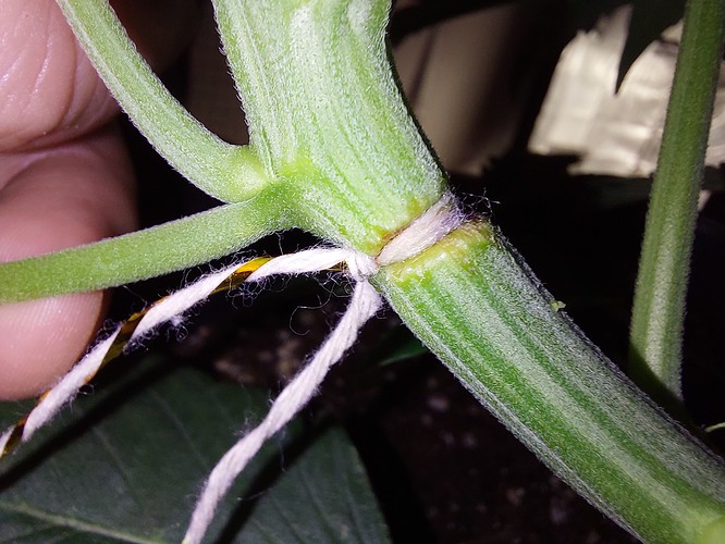 Growreport Bild 9