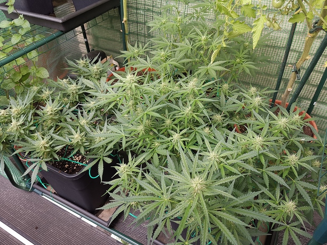 Growreport Bild 11