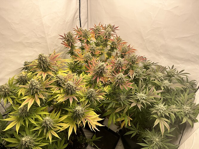 Growreport Bild 9