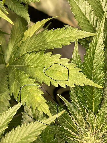 Growreport Bild 13