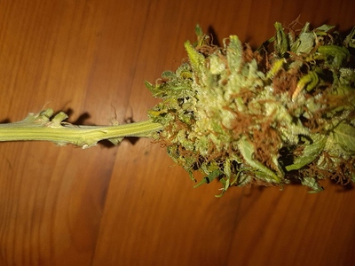 Growreport Bild 12