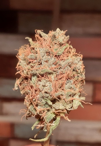 Growreport Bild 14