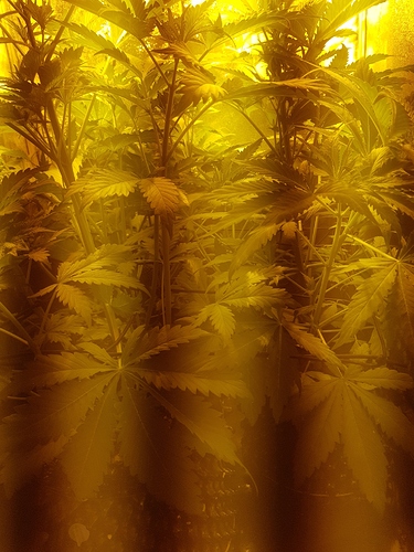 Growreport Bild 2