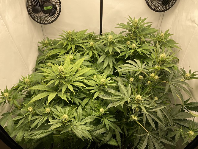 Growreport Bild 3