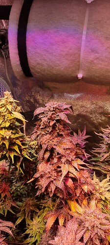 Growreport Bild 46